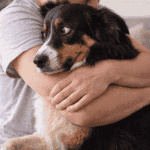 Cachorro sendo abraçado por seu dono, demonstrando afeto e cuidado.