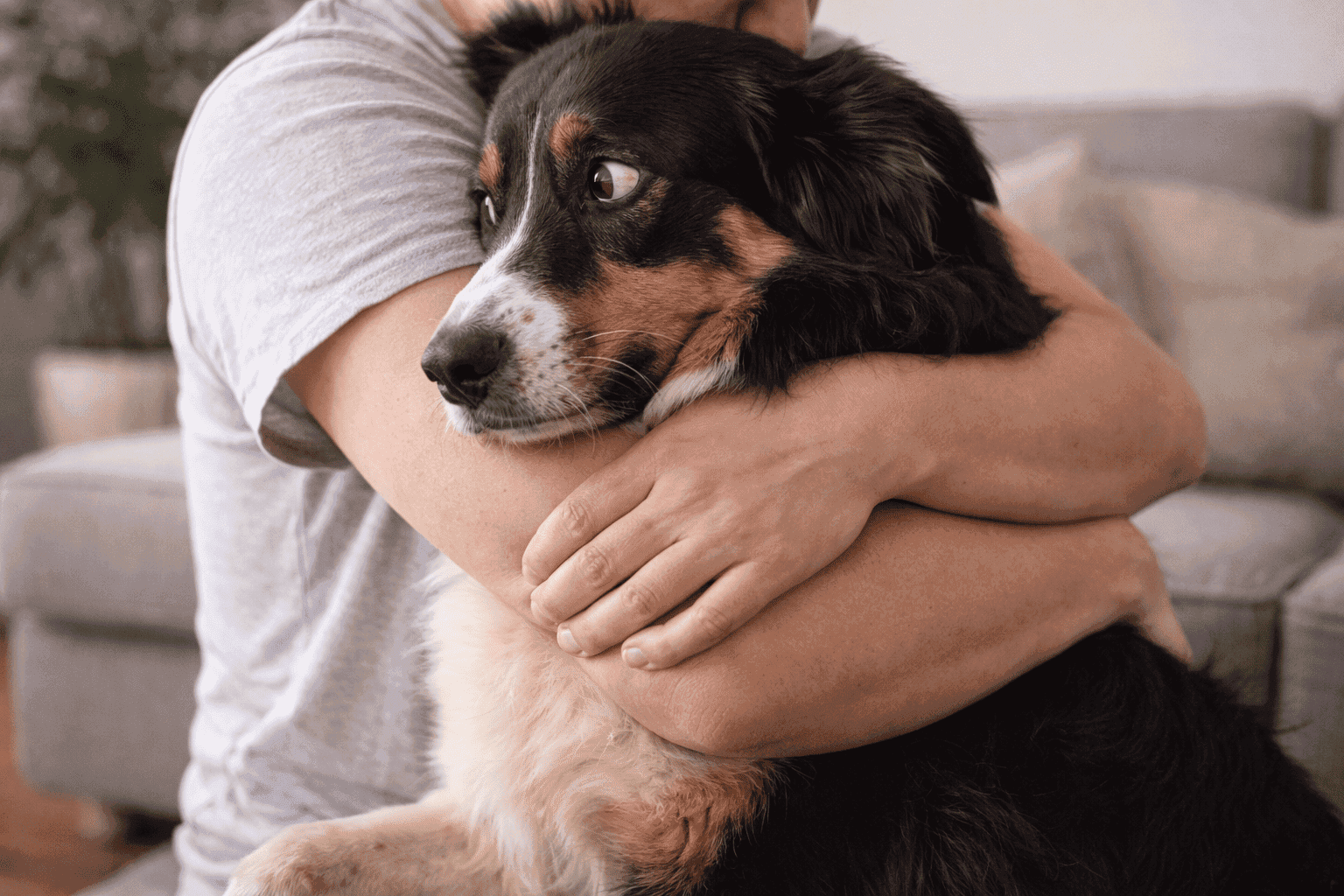 Cachorro sendo abraçado por seu dono, demonstrando afeto e cuidado.
