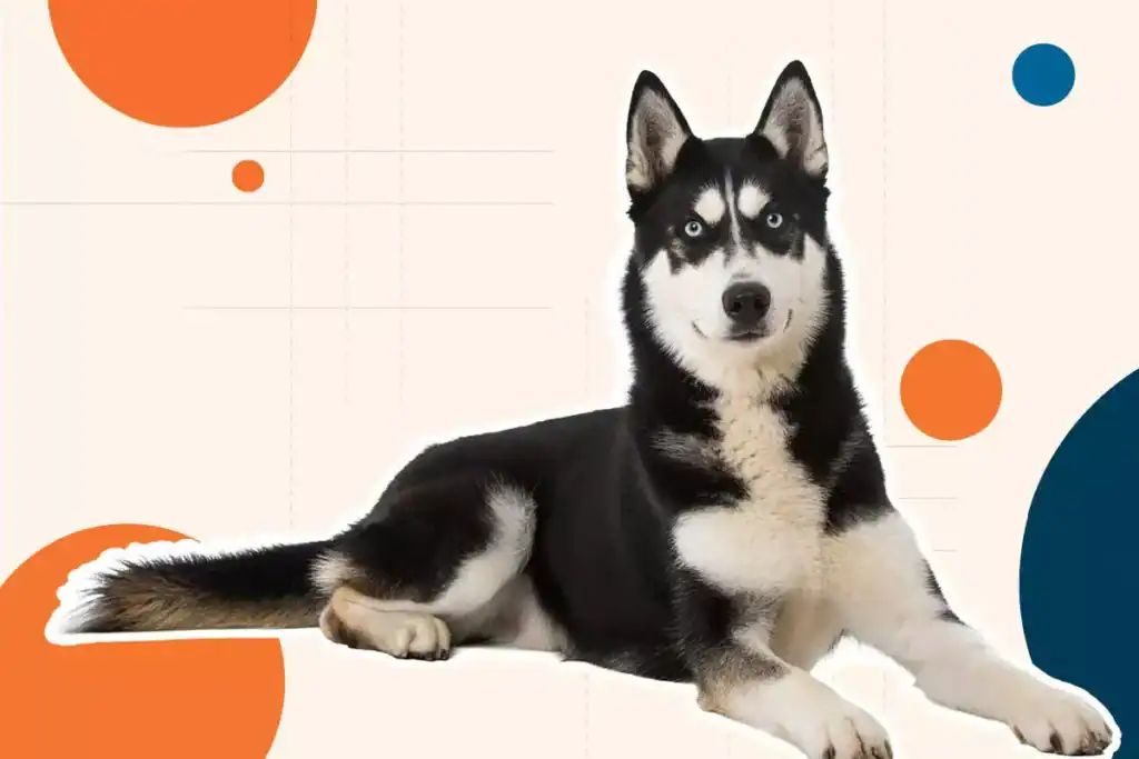 Cachorro Husky Siberiano com pelagem preta e branca, deitado em fundo branco com elementos gráficos.