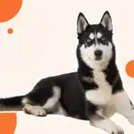Cachorro Husky Siberiano com pelagem preta e branca, deitado em fundo branco com elementos gráficos.