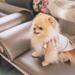 Quando Cachorros Entram no Cio? Sinais, Duração e o Que Fazer em Cada Fase