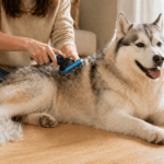Troca de Pelo em Cachorros: Quando Acontece, Por Quanto Tempo e Como Sobreviver ao Excesso