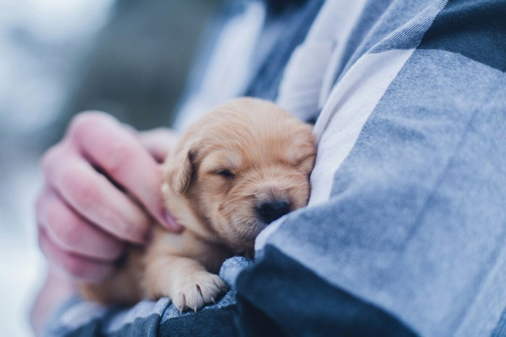 Filhote de Cachorro - Unsplash - Foto de Lydia Torrey