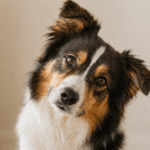 Por Que Cachorros Fazem Isso? O Guia Definitivo dos Comportamentos Caninos Mais Pesquisados