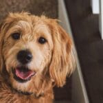 O Que Seu Cachorro Pensaria se Pudesse Falar?