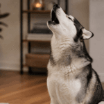 Por que cachorros uivam?