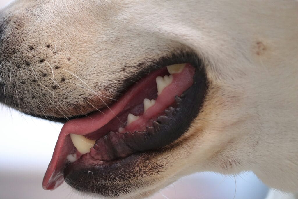 Dentição de Cães - Foto de VIdak - Unsplash