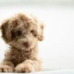 Filhote de Cachorro - Foto de Wai Siew - Unsplash