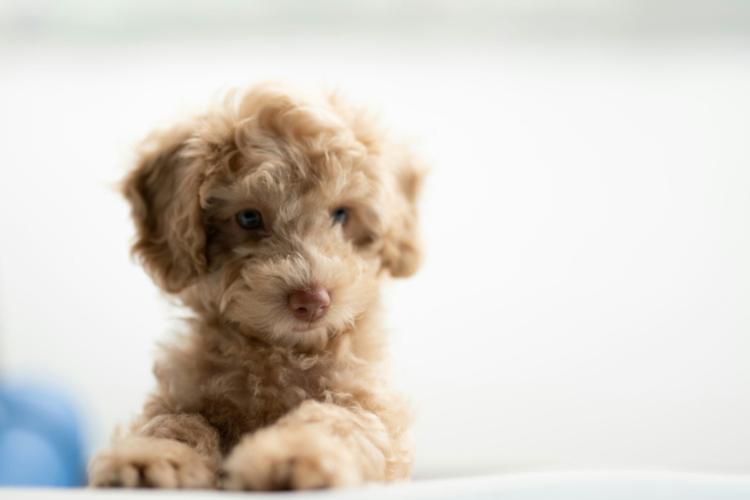 Filhote de Cachorro - Foto de Wai Siew - Unsplash