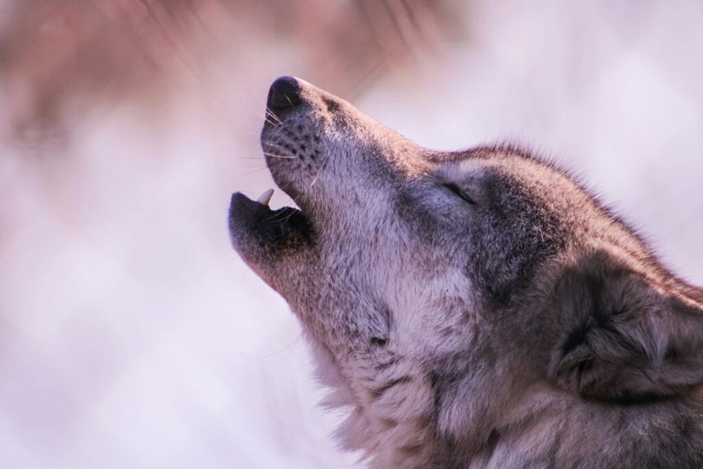 Cachorro uivando. Foto de Ethan Currier - Unsplash. Catioros.com.br