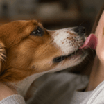 Por que os cachorros lambem?