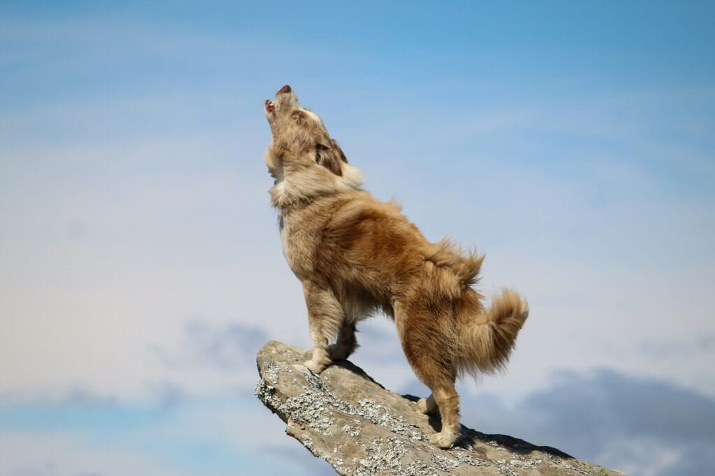 Cachorro uivando. Foto de Lilian Jeane. Unsplash. Catioros.com.br