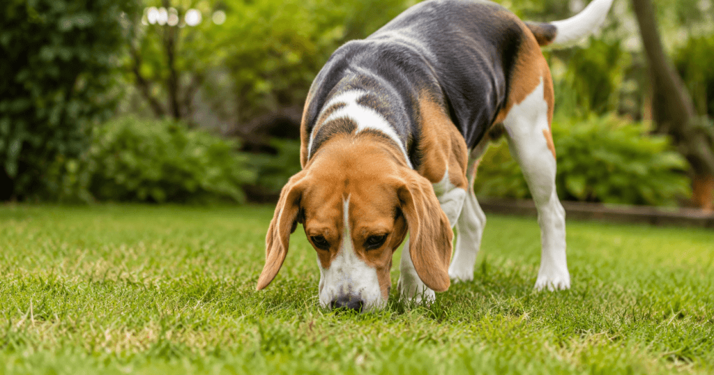 Por que cachorros comem fezes?