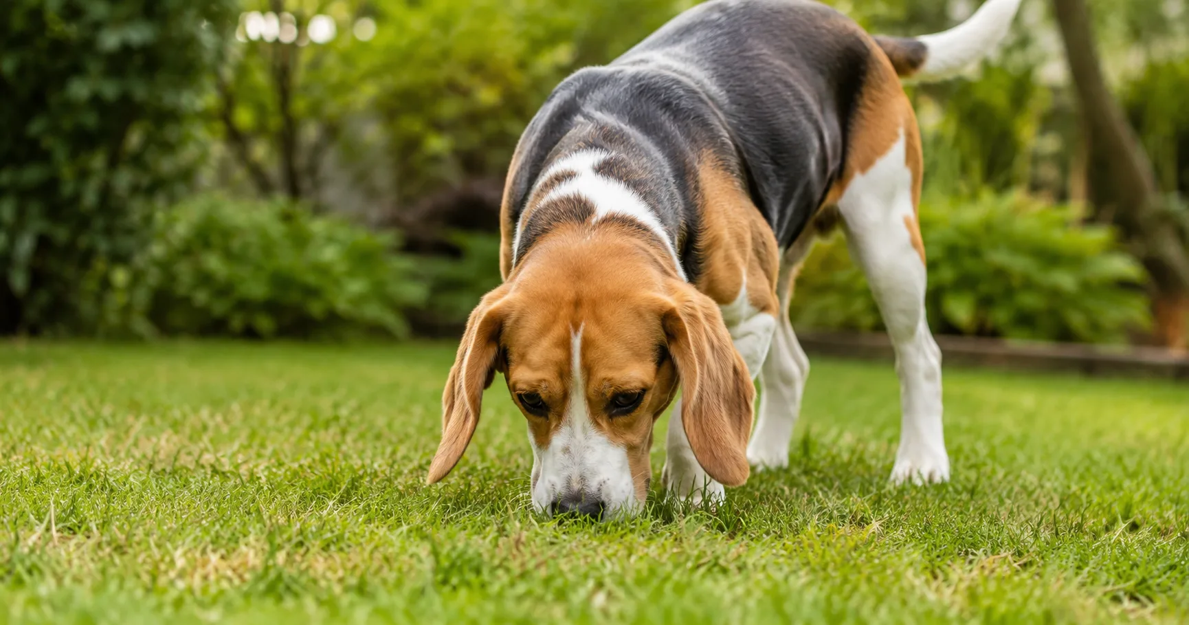 Por que cachorros comem fezes?