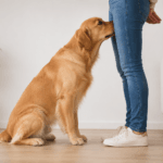 por que os cachorros cheiram as nossas partes intimas?