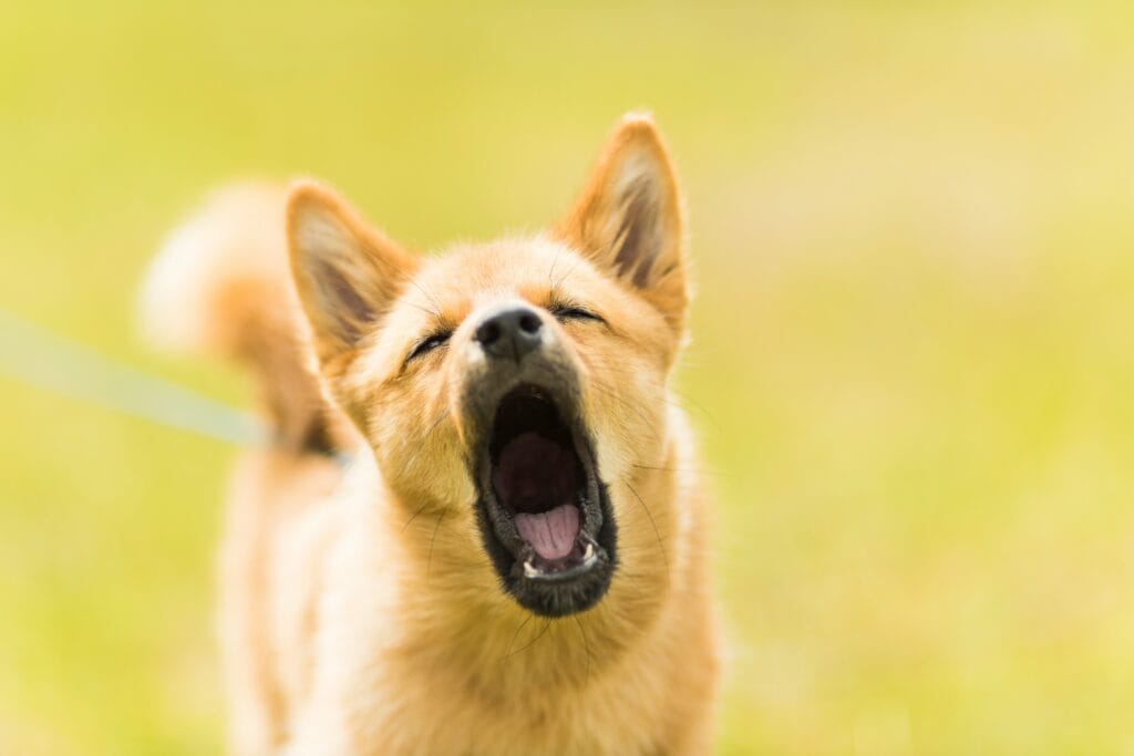 Cão uivando. Foto de Robert Grammer. Unsplash. Catioros.com.br