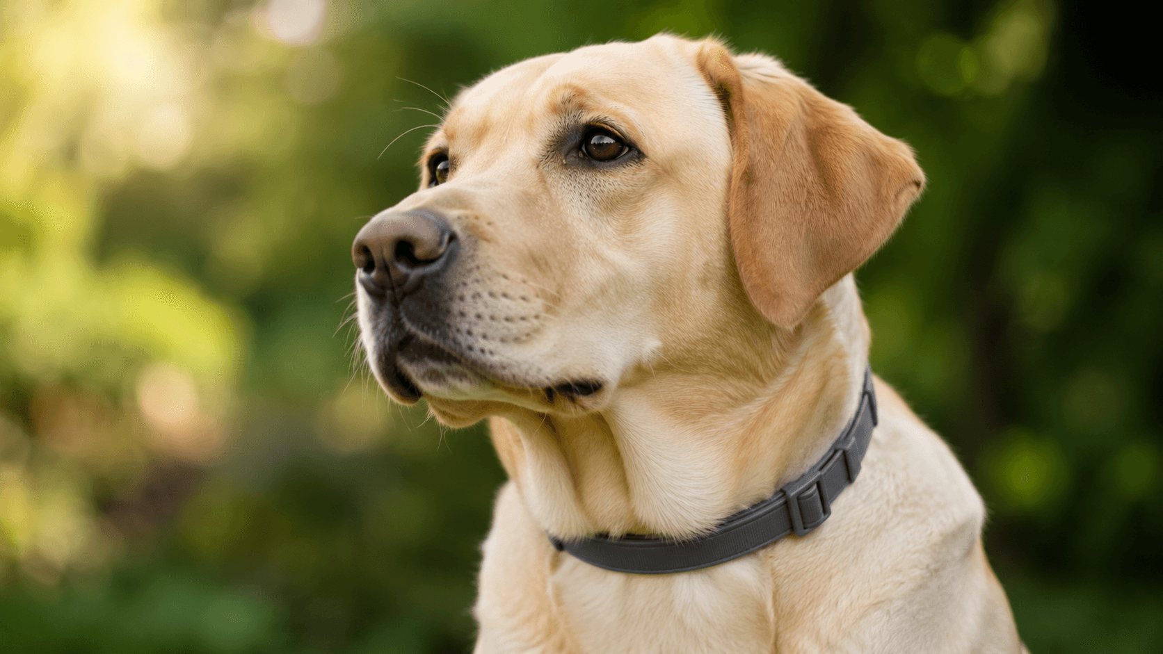 Cachorro utilizando coleira antiparasitária para proteção contra pulgas e carrapatos.